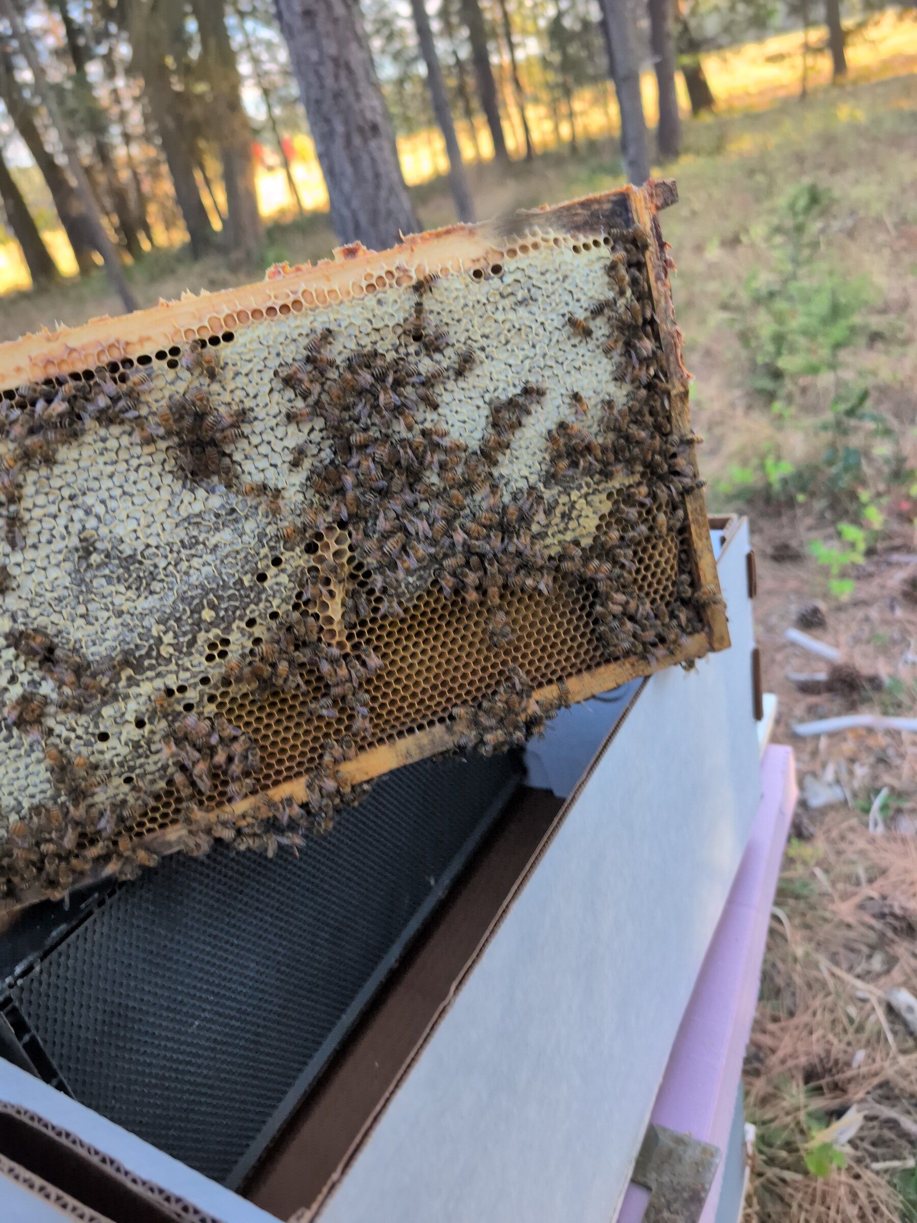 A frame of capped honey with bees, held up against the pines at our apiary